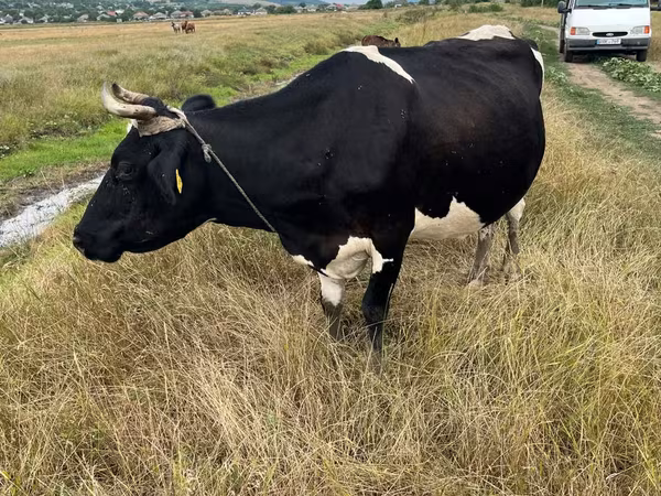 Tehén, Russian Black pied cattle