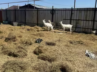 Nőstény kecske, Saanen goat — 4. fotó