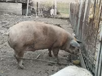 母猪, Pigs — 照片 2