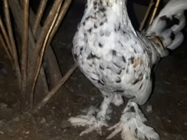 Japonský bantam