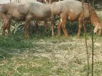 أغنام (دفعة، الجنس غير محدد), Arashan sheep — الصورة 5