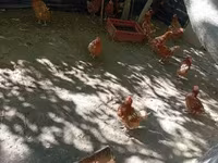дат тауық — 2-сурет