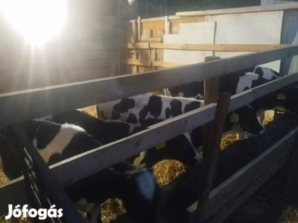 Bika, Russian Black pied cattle — Magyarország