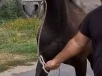 Caballo, Lipizzaner — foto 2