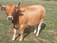 Tehén, Aubrac cattle — 6. fotó