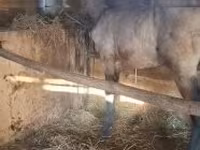 घोड़ा, Arabian horse — फ़ोटो 1