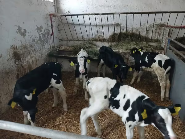 Cattle (batch, sex not specified), Russian Black pied cattle
