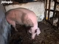 Süldőanya, Sertések — 1. fotó