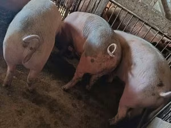 Pigs (batch, sex not specified), Pigs