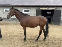 Hing, Thoroughbred horse — 5. fotó