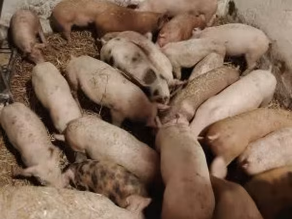 Pigs (batch, sex not specified),  — Hungary
