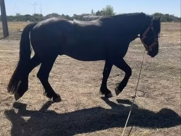 Horse (M), Horses — Hungary
