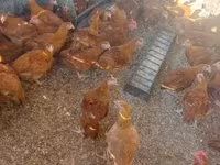 Chickens — Foto 5