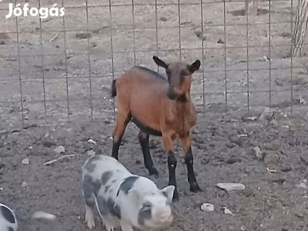 Nőstény kecske, Alpine goat