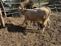Cow, Simmental cattle — photo 2