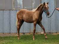 Hing, Black Sea breed — 8. fotó