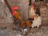 Chickens — 4. fotó