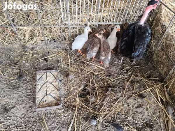 Guinea fowl — Hungary
