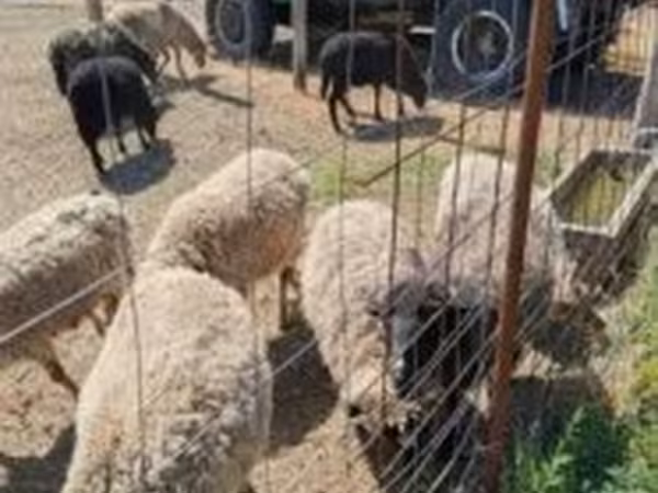 मेढ़ा, Merino sheep