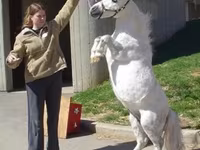 Stute, Miniature horse — Foto 6