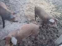 Süldőanya, Мангалица — 3. fotó