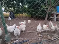 Chickens — foto 4