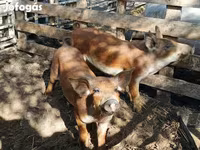 母猪, Мангалица — 照片 2