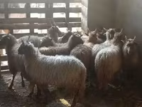 母羊, Racka sheep — 照片 2
