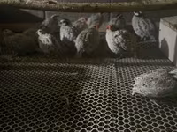 Bobwhite — zdjęcie 1