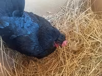Chickens — photo 4