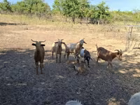 बकरा, बकरियाँ — फ़ोटो 3