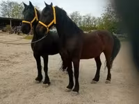 Cavalo, Friesian — foto 3