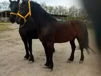 حصان, Friesian — الصورة 4