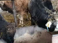 Touro, Aberdeen-Angus — foto 5