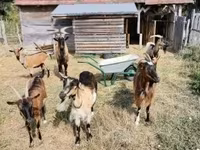 母山羊, Goats — 照片 5
