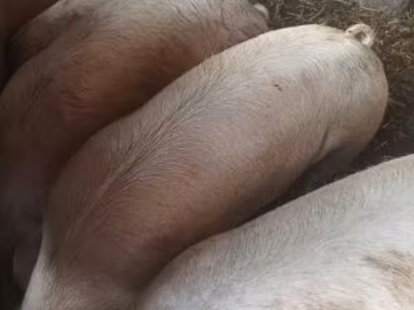 Sow,  — Hungary
