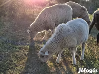 Schaf, Schafe — Foto 1