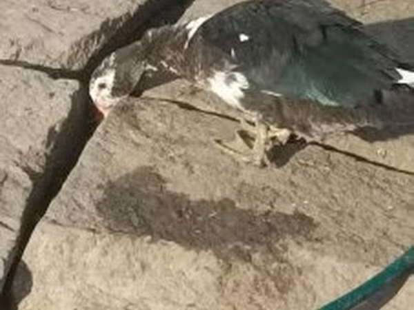Graue und graugescheckte dänische Gans