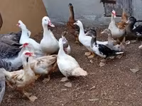 Ducks — الصورة 2