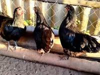 Australorp — foto 5