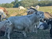 公山羊, Goats — 照片 1