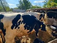 Toro, Russian Black pied cattle — foto 3