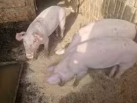 母猪, Крупная белая — 照片 1