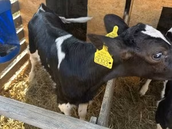 Bika, Holstein fajta