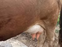 بقرة, سلالة ألاطاووس — الصورة 3