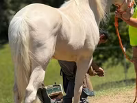 Hengst, Kentucky mountain daddle horse — Foto 6