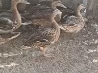 Ducks — photo 3