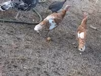 Turkeys — photo 1