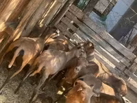 母羊, Cameroon sheep — 照片 5
