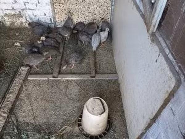 Guinea fowl — 匈牙利